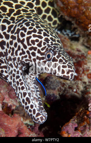 Murène nid d'(Gymnothorax favagineus) bouche ouverte avec cleaner wrasse au travail, Maldives, océan Indien Banque D'Images