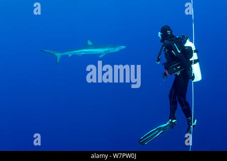 Plongée sous marine sur une corde de sécurité avec grand requin bleu (Prionace glauca) dans la distance, l'île de Pico, Açores, Portugal, Océan Atlantique Banque D'Images