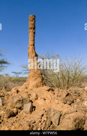 Tall termitière près du lac Bogoria, Kenya Banque D'Images
