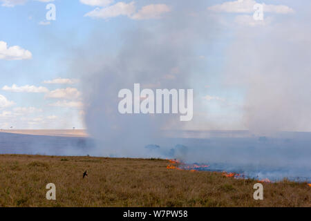 Feu de brousse, Masai-Mara game reserve, Kenya, octobre 2012 Banque D'Images