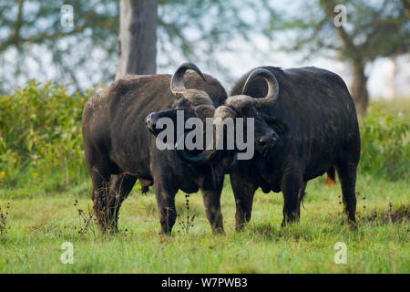 Buffle d'Afrique (Syncerus caffer) lutte contre les hommes, le Parc National de Nakuru, Kenya Banque D'Images