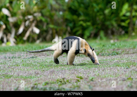 Fourmilier Tamandua mexicana (moindre) Parc national de Corcovado, Costa Rica Banque D'Images