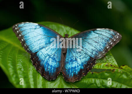 Papillon Bleu morpho peleides Morpho () Hacienda Baru, Costa Rica Banque D'Images