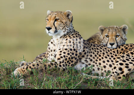 Le Guépard (Acinonyx jubatus) mère et son petit, Masai-Mara Game Reserve, Kenya. Les espèces vulnérables. Banque D'Images