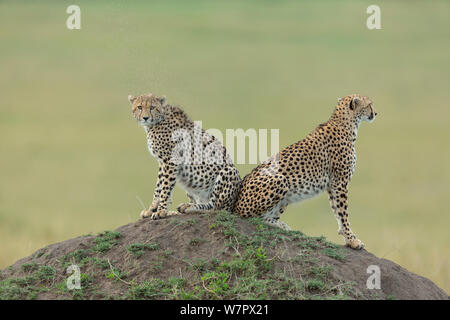 Le Guépard (Acinonyx jubatus) mère et son petit, Masai-Mara Game Reserve, Kenya. Les espèces vulnérables. Banque D'Images