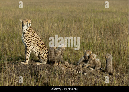 Le Guépard (Acinonyx jubatus) mère et oursons âgés de 2/3 mois, Masai-Mara Game Reserve, Kenya. Les espèces vulnérables. Banque D'Images