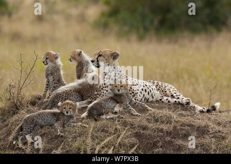 Le Guépard (Acinonyx jubatus) mère et oursons âgés de 2/3 mois, Masai-Mara Game Reserve, Kenya. Les espèces vulnérables. Banque D'Images