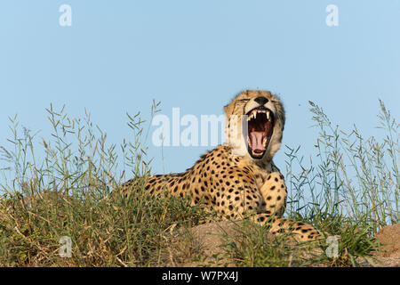 Le Guépard (Acinonyx jubatus), mâle, bâillements, Kruger National Park, Afrique du Sud Banque D'Images