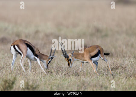 Thomson (Gazella / Eudorcas thomsoni) mâles combats, Masai-Mara game reserve, Kenya Banque D'Images