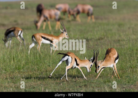 Thomson (Gazella / Eudorcas thomsoni) mâles combats, Masai-Mara game reserve, Kenya Banque D'Images