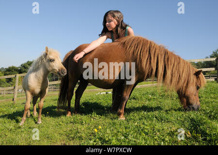 Girl reaching out à cheval miniature américain (Equus caballus) poulain sur le dos de sa mère qu'elle broute une colline herbeuse paddock, Wiltshire, Royaume-Uni, juillet. Parution du modèle. Banque D'Images