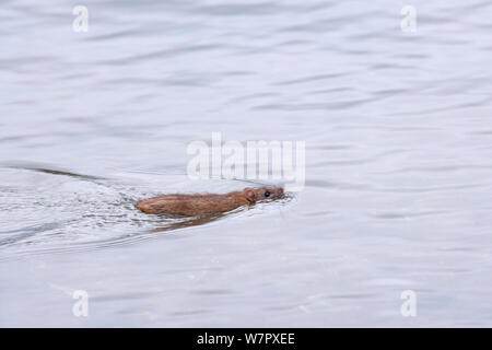 Rat surmulot (Rattus norvegicus) natation sur Duck Pond. Norfolk, en novembre. Banque D'Images