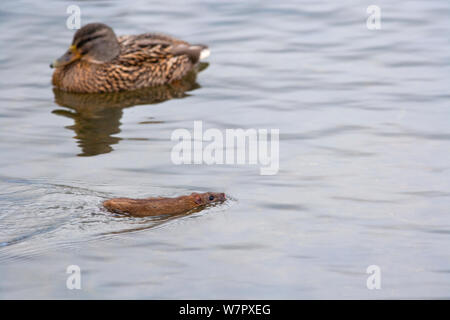 Rat surmulot (Rattus norvegicus) natation passé un canard (Anas platyrhynchos). Norfolk, en novembre. Banque D'Images