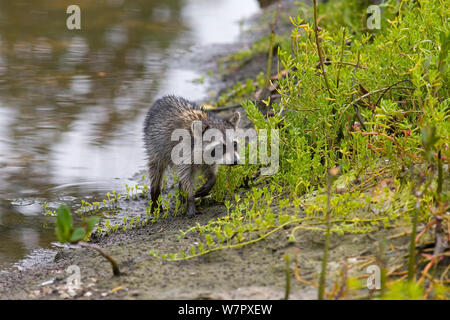 Le raton laveur (Procyon lotor) par l'eau. Floride USA, mars. Banque D'Images