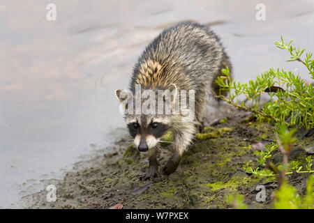 Le raton laveur (Procyon lotor) par l'eau. Floride USA, mars. Banque D'Images