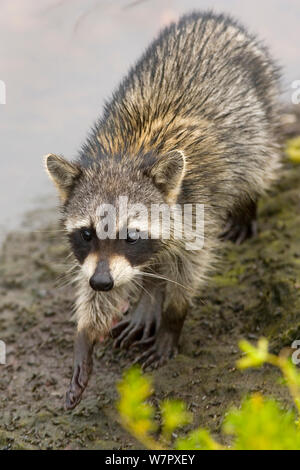 Le raton laveur (Procyon lotor) par l'eau. Floride USA, mars. Banque D'Images