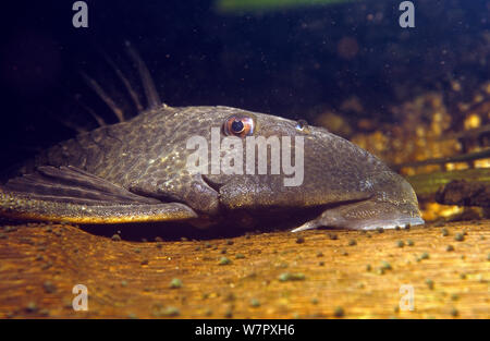 La consommation de bois de poisson-chat (Panaque sp.) Le sud de l'Amazonie, Brésil. Banque D'Images