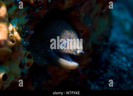 Goldentail moray (Gymnothorax miliaris) avec tête de corail creux. Tobago, des Caraïbes. Banque D'Images