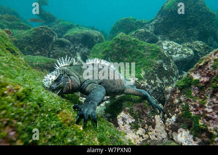 Iguane marin (Amblyrhynchus cristatus) se nourrissent d'algues, Cape Douglas, Fernindina, Galapagos. Banque D'Images
