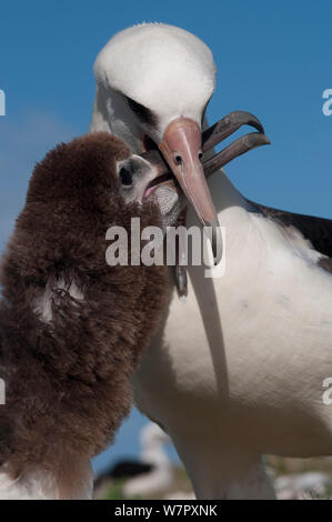 Albatros de Laysan (Phoebastria immutabilis) parent nourrir les oiseaux l'enfant. L'île de Midway. Centre du Pacifique. Banque D'Images