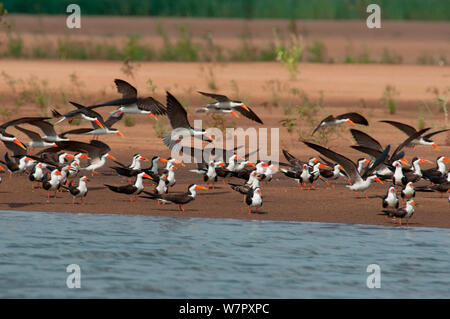 Troupeau de récupérateurs d'Afrique (Rynchops flavirostris) sur les rives de la rivière Sanaga, Douala-Edea Réserver, au Cameroun. Photographie prise sur l'emplacement de BBC Afrique, mai 2010. Banque D'Images