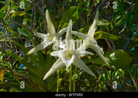 Darwin's Orchid (Angraecum sesquipedale) essence qui est pollinisée par une espèce d'ergot, d'Ambila, Madagascar. Photographie prise sur l'emplacement pour BBC 'Wild Madagascar' Série, août 2009. Banque D'Images