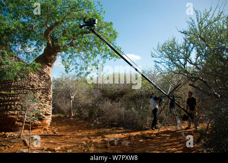 Mary Summerill producteur et Assistant de Jonathan Fiely en utilisant la grue vers le film 'grand-mère' Baobab (Adansonia rubrostipa), montrant les feuilles vertes de la saison des pluies. Lac Tsimanampetsotsa, Madagascar. Photo prise sur le site pendant le tournage pour BBC 'Wild Madagascar' Série, février 2010. Banque D'Images