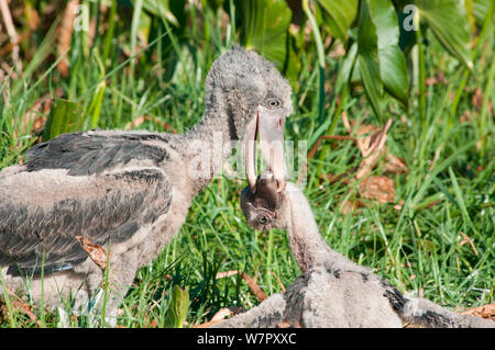 Bec-en-sabot du Nil (Balaeniceps rex) d'essayer de tuer son cadet, Bengwelu Swamp, Zambie. Photographie prise sur l'emplacement de BBC Afrique, Août 2010 Banque D'Images