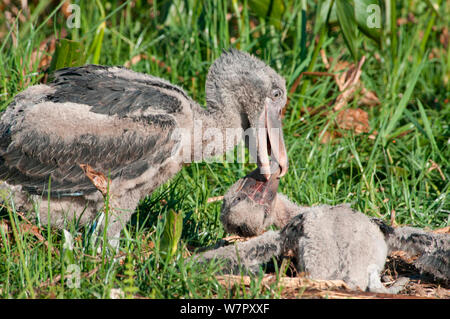 Bec-en-sabot du Nil (Balaeniceps rex) d'essayer de tuer son cadet, Bengwelu Swamp, Zambie. Photographie prise sur l'emplacement de BBC Afrique, août 2010. Banque D'Images