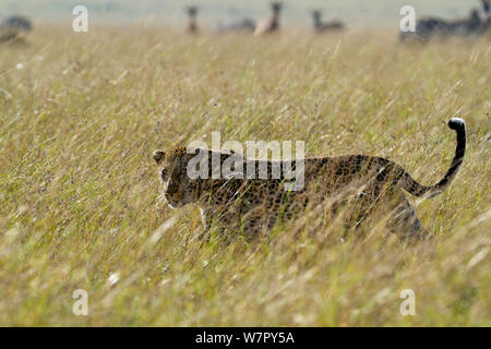 Leopard (Panthera pardus) marche à travers les prairies, regardé par zebra, Masai Mara, Kenya Banque D'Images