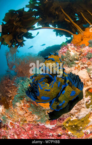 Groupe des nudibranches (verconis Tambja Poor Knights Islands), Nouvelle-Zélande, Janvier Banque D'Images