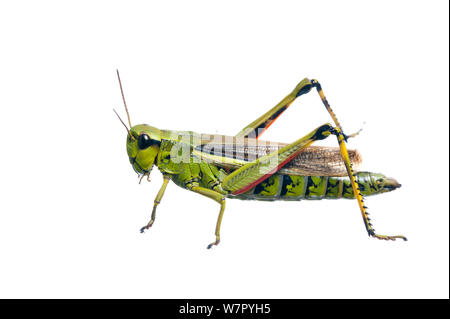 Grand Marais sauterelle (Stethophyma grossum) contre l'arrière-plan blanc. France, août. Banque D'Images