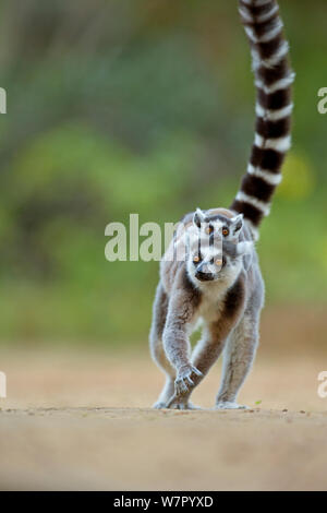 Mococo (Lemur catta) mère portant le bébé sur l'arrière. Madagascar. Banque D'Images