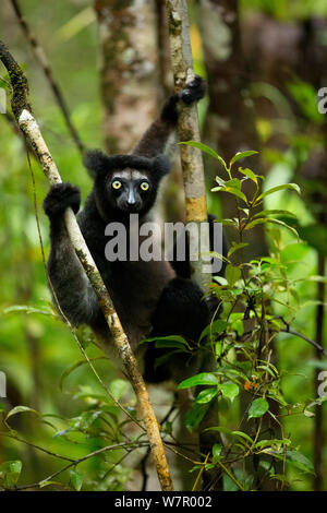 L'Indri (Indri Indri) portrait en forêt tropicale. Madagascar. Banque D'Images