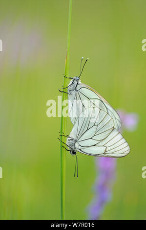 Paire de papillons blanc veiné noir (Aporia crataegi) accouplement, vallée de la Seille (vallée de la Seille), Lorraine, France, juin. Banque D'Images