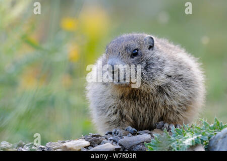 Marmotte des Alpes (Marmota marmota), Parc National du Mercantour, Alpes-Maritimes, France, août. Banque D'Images