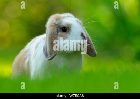 Portrait de Brown et revêtement blanc Holland lop-eared lapin domestique (Oryctolagus cuniculus domesticus), Lorraine, France, Banque D'Images