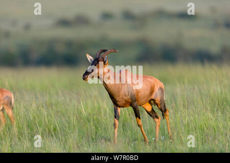 Topi (Damaliscus korrigum) mâle, Masai-Mara Game Reserve, Kenya Banque D'Images