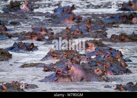 Hippopotame (Hippopotamus amphibius) troup dans la rivière Talek, Masai-Mara Game Reserve, Kenya. Les espèces vulnérables. Banque D'Images