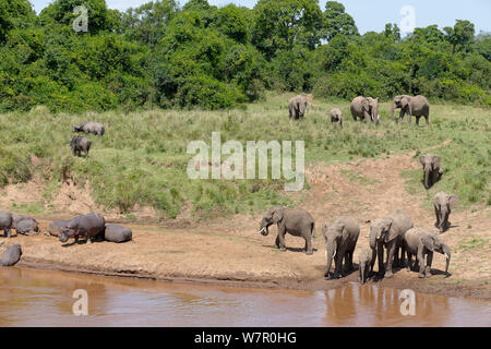 Hippopotame (Hippopotamus amphibius) groupe reposant sur la rivière Mara chambres d'éléphants (Loxodonta africa) venant de boire, Masai-Mara Game Reserve, Kenya. Les espèces vulnérables. Banque D'Images