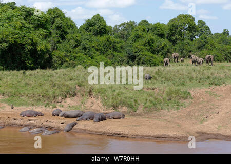 Hippopotame (Hippopotamus amphibius) groupe reposant sur la rivière Mara chambres d'éléphants (Loxodonta africa) venant de boire, Masai-Mara Game Reserve, Kenya. Les espèces vulnérables. Banque D'Images