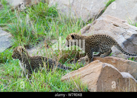 Leopard (Panthera pardus) d'oursons âgés de 1 mois, Masai-Mara Game Reserve, Kenya Banque D'Images