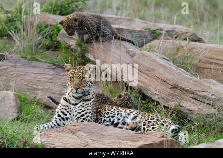 Leopard (Panthera pardus) et mère d'oursons âgés de 1 mois, Masai-Mara Game Reserve, Kenya Banque D'Images