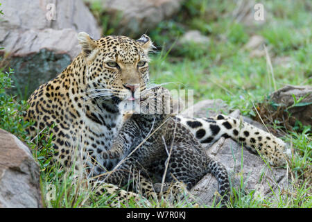 Leopard (Panthera pardus) mère et cub âgés de 1 mois, Masai-Mara Game Reserve, Kenya Banque D'Images
