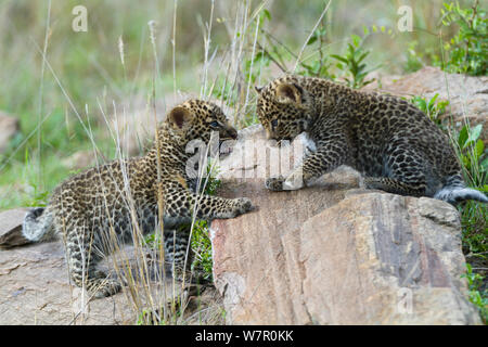 Leopard (Panthera pardus) d'oursons âgés de 1 mois à l'affiche, Masai-Mara Game Reserve, Kenya Banque D'Images