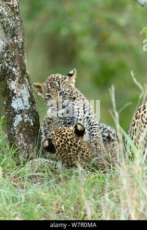 Leopard (Panthera pardus) d'oursons âgés de 2 mois à l'affiche, Masai-Mara Game Reserve, Kenya Banque D'Images