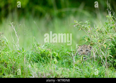 Leopard (Panthera pardus) cub âgés de 3 mois, caché dans l'herbe, Masai-Mara Game Reserve, Kenya Banque D'Images