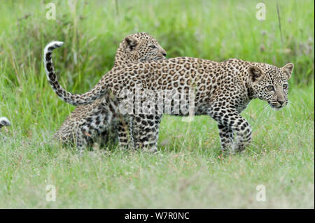 Leopard (Panthera pardus) d'oursons âgés de 3 mois à l'affiche, Masai-Mara Game Reserve, Kenya Banque D'Images