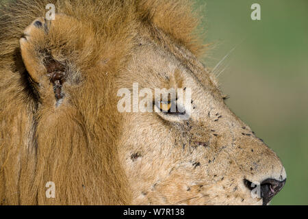 Lion (Panthera leo) d'hommes couverts de mouches, Masai-Mara Game Reserve, Kenya. Les espèces vulnérables. Banque D'Images
