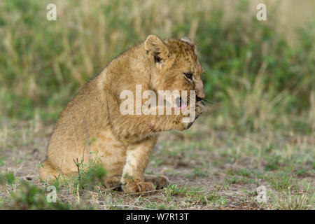 Lion (Panthera leo) nettoyage cub sa patte, Masai-Mara Game Reserve, Kenya. Les espèces vulnérables. Banque D'Images